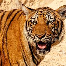 Tiger Tourism: Can Travel Help Save These Big Cats?